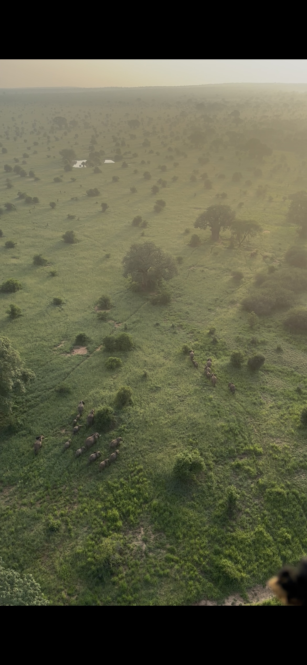 Luchtballon boven olifanten Tarangire
