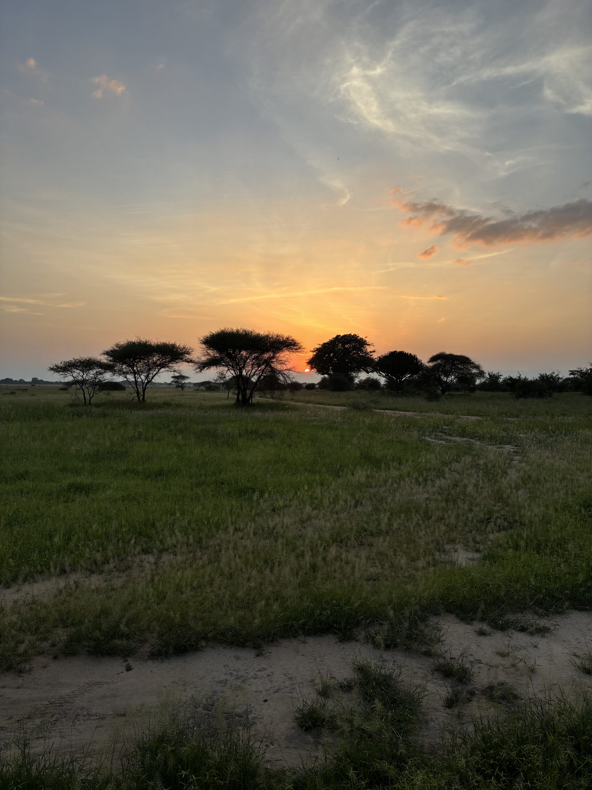 Tarangire avond sfeer