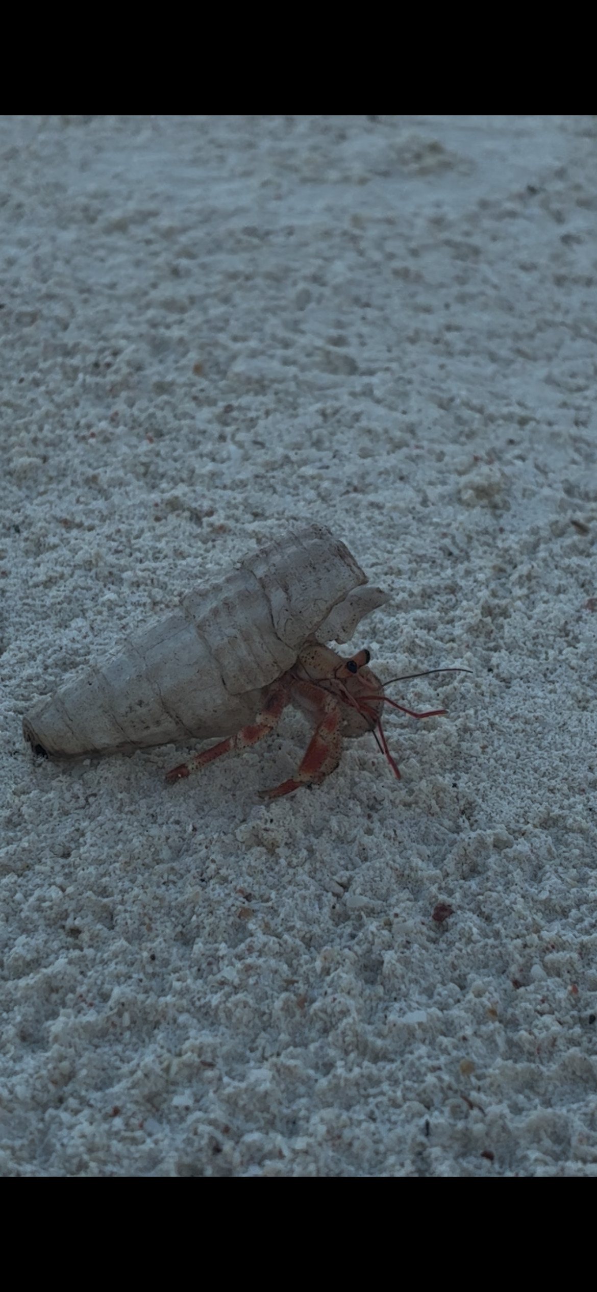 Heremietkreeft op het witte strand van Zanzibar bij eb
